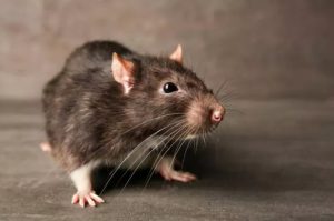 Cara Mengusir Tikus dari Rumah dengan Aman dan Efektif