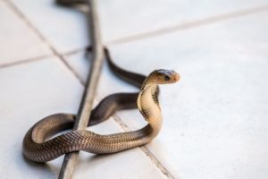 5 Bahan Ini Bikin Ular Nggak Betah, Selalu Simpan di Dalam Rumah