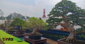 Ratusan Bonsai dari 5 Provinsi Adu Keren di Kontes Bonsai Nasional di Subang