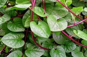 Ada Banyak Manfaat Luar Biasa dari Daun Binahong