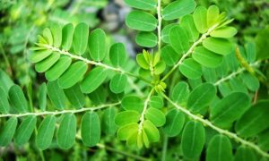 Manfaat Daun Saga untuk Menghentikan Sariawan