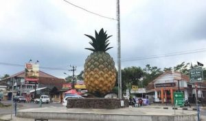 Subang jadi Kabupaten Pusat Nanas, Berikut Cara Memilih Nanas  yang Manis