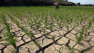 Kekeringan Berkepanjangan, DPR RI Minta Pemerintah Berikan Subsidi Khusus Buruh Tani
