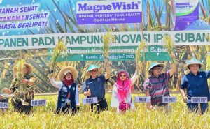 Saat Kemarau Panjang, Kampung Inovasi IPB di Compreng Subang Sukses Panen 9 Ton Perhektar