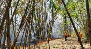 Kebakaran Hanguskan Belasan Hektar Lahan Hutan Bambu di Majalengka