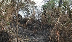Hari Ini Kebakaran Hanguskan Lahan 7 Hektar di Kabupaten Majalengka