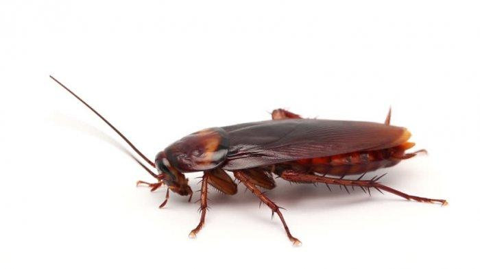 10 Cara Mengusir Kecoa dari Rumah