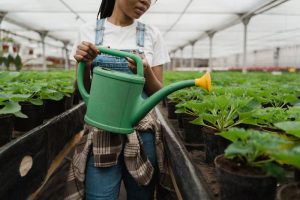 Siapa Bilang di Musim Kemarau Tidak Bisa Berkebun?