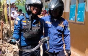 Rescue Damkar Subang Lumpuhkan King Cobra dengan Panjang 2 Meter di Area SDN di Sukamelang