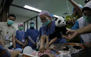 RSHS Bandung Lakukan Operasi Pemisahan Kembar Siam asal Subang