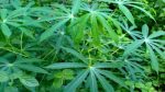 Air rebusan daun singkong,