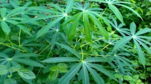 Jarang Diketahui, Inilah Manfaat Daun Singkong untuk Kesehatan