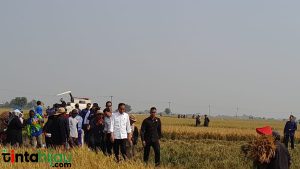 Produksi 9 Ton Perhektar, Jokowi Senang Melihat Panen Raya di Subang