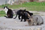 DKPP Kota Bandung Targetkan Sterilisasi 1.000 Kucing Liar hingga Akhir 2025