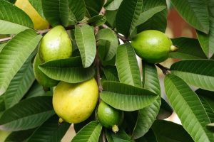 Manfaat Air Rebusan Daun Jambu Biji yang Luar Biasa