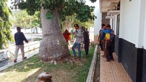 Pegiat Lingkungan Murka Pohon Ki Tambleg “Didisqualifikasi” dari Area Kantor KPU Subang