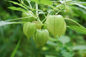 Manfaat Luar Biasa Daun dan Buah Ciplukan untuk Kesehatan Tubuh