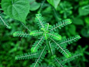 Mengenal Khasiat Daun Meniran untuk Kesehatan