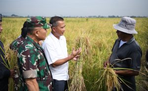 Bey Machmudin Kenalkan Budi Daya Padi Teknologi Salibu. Berikut Keunggulannya