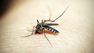 Edukasi Sehat RS Hamori Subang: Perbedaan dan Cara Mencegah DBD dan Malaria