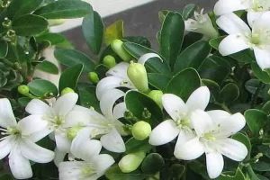 Manfaat Luar Biasa Tanaman Kemuning untuk Kesehatan dan Kecantikan
