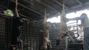 Menelisik Rantai Pasokan Perdagangan Anjing di Solo Hingga Jadi Bisnis Kuliner