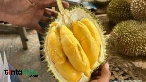 Catat! Inilah 13 Manfaat Durian bagi Kesehatan, Salah Satunya Cegah Disfungsi Seksual