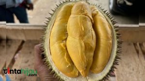 Sensasi 4 Varian Durian Parman di Bunihayu Subang, Dari Bawor, Cane sampai Musang King