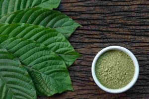 Kontroversi di Balik Daun Kratom: Antara Manfaat Tradisional dan Isu Narkotika