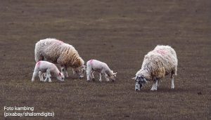 Pernah Cobain, Inilah 9 Manfaat Sehat Torpedo Kambing