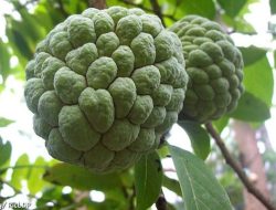 Inilah Khasiat Buah Srikaya untuk Kesehatan yang Perlu Kamu Ketahui!