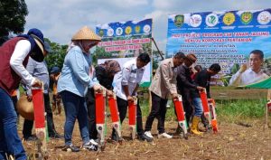 Kementan Bersama Gempita Genjot Penanaman Jagung di Subang dengan Luas Lahan 1000 Hektare