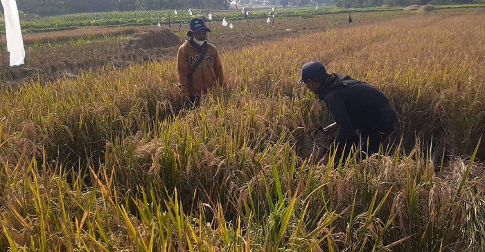 BULOG Subang Serap 31.021 Ton Gabah Kering Panen, Melebihi Target April 2025