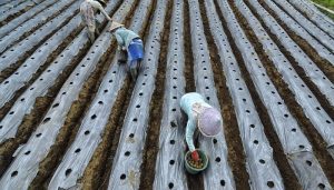 Kemarau Basah Ancam Ketahanan Pangan Nasional, BMKG Ingatkan Potensi Gangguan di Sentra Pertanian