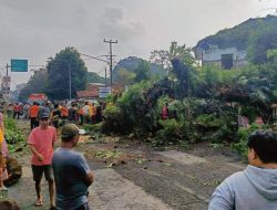 Sudah Makan Korban Jiwa, Warga Minta Pemkab Subang Mitigasi Pohon Tua Berpotensi Tumbang
