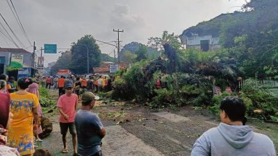 Sudah Makan Korban Jiwa, Warga Minta Pemkab Subang Mitigasi Pohon Tua Berpotensi Tumbang