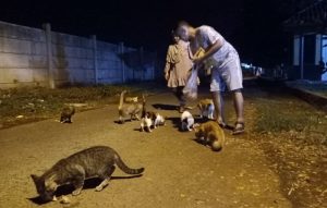 Kala Pecinta Kucing Maju di Pileg Subang, Berikut Kisah Heroixnya