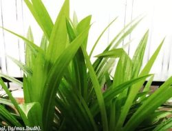 Sederet Khasiat Pandan Wangi, Mulai dari Mengatasi Tidak Nafsu Makan Hingga Ketombe