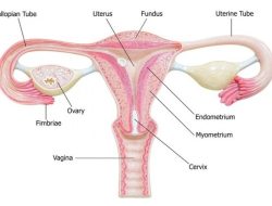 Makanan yang Baik untuk Menjaga Kesehatan Ovarium Wanita
