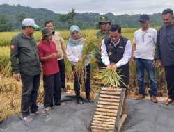 Panen Raya Padi di Majalengka Diharapkan Bisa Tekan Angka Inflasi