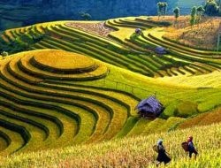 Mengenal Subak, Sistem Pengelolaan Air di Bali yang Jadi Warisan Budaya Dunia