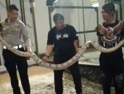 Kala Ular Sanca Kembang Berkeliaran di Halaman Masjid Attaqwa Ciberes