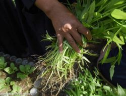 5 Keuntungan Menanam Kangkung, Tak Perlu Lahan Luas dan Cepat Panen