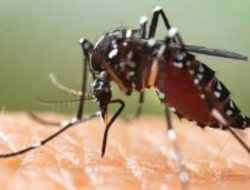 Waspada DBD di Musim Hujan, Begini Cara Mencegahnya