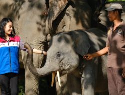 Jaga Ekosistem Gajah, Pertamina Hulu Rokan Diganjar Green World Environment Award