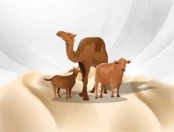 Berikut Pandangan Islam Mengenai Berutang untuk Kurban