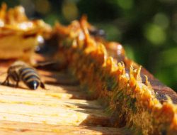 Manfaat Luar Biasa Propolis untuk Kesehatan dan Kecantikan Kulit