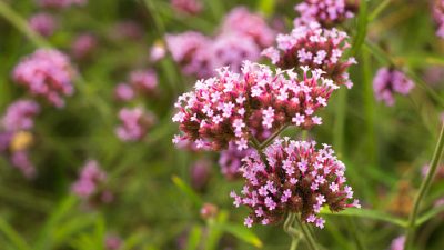 Mengenal Manfaat Tanaman Vervain yang Baik untuk Kesehatan