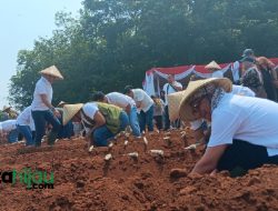 Sukseskan Swasembada Gula Nasional 2030,PTPN I Regional 2 Tanam Bibit Tebu di Subang
