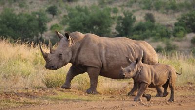 26 Badak Jawa di Ujung Kulon Mati, Pemburu Utama Divonis 12 Tahun Penjara